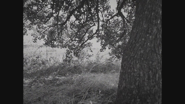 Grayscale preview image of a tree trunk in the foreground with overhanging branches and leaves, tall grass below, and an open field in the background.